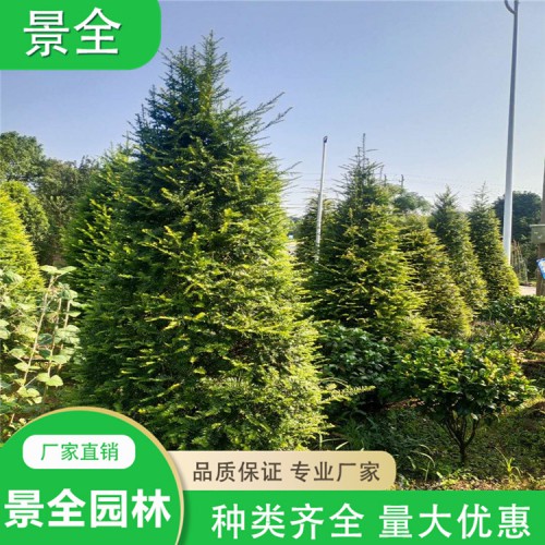 绿化苗木红豆杉  红豆杉小苗价格 曼地亚红豆杉