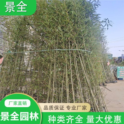 竹子价格 刚竹 青皮竹 孝顺竹 品种齐全  量大优惠