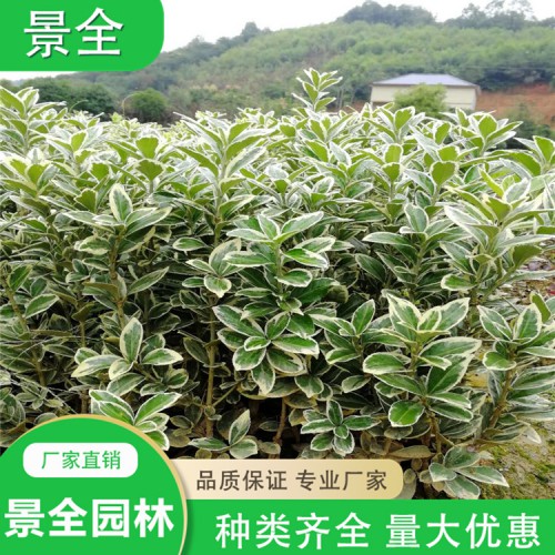 金边黄杨价格  金边黄杨小苗  大叶黄杨球