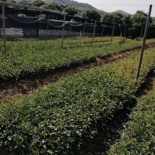 基地直销红叶石楠小苗价格 大量供应红叶石楠价格 胜予苗木