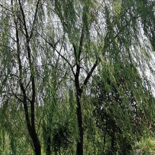 基地直销垂柳价格  5-12公分垂柳树价格 胜予苗木