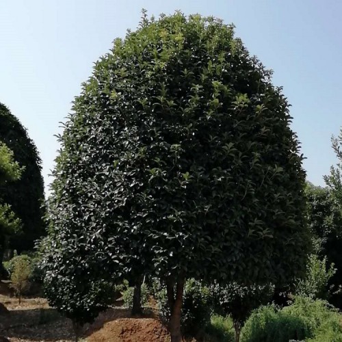 基地直销金桂价格  大量供应12-15-18公分桂花树