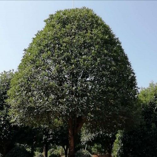 基地直销丹桂价格  大量供应12-15-18公分桂花树