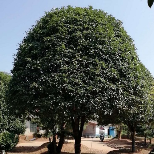 园林绿化苗木八月桂价格  大量供应12-15-18公分桂花树