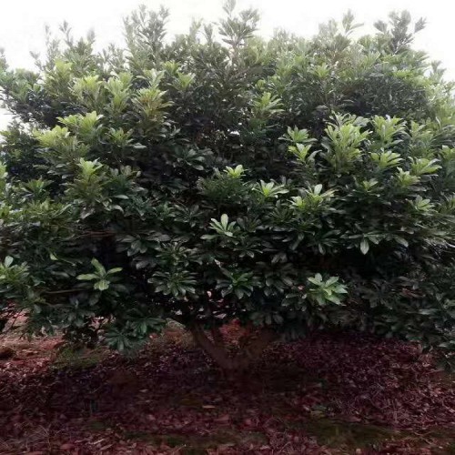 【胜予】基地直销5-20公分杨梅树  大量供应杨梅树价格