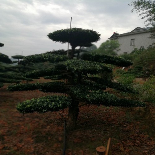 基地直销10-30公分罗汉松桩价格 大量供应造型罗汉松