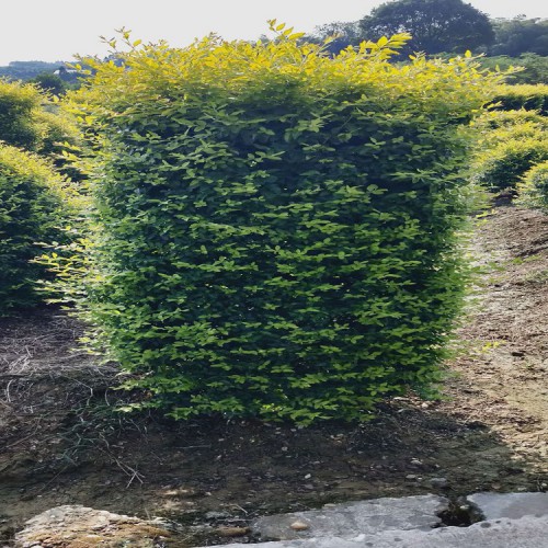 基地直销小叶女贞柱价格 现货供应高80-200公分小叶女贞柱