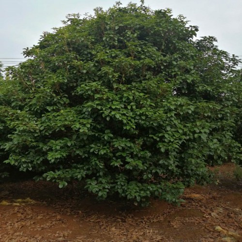 基地直销丛生桂花价格 大量供应各种桂花树
