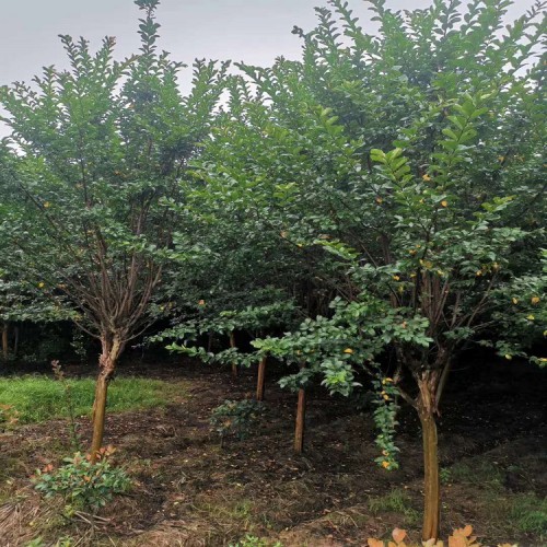 基地直销紫薇价格 大量供应2-3-4-5-6-7公分速生紫薇