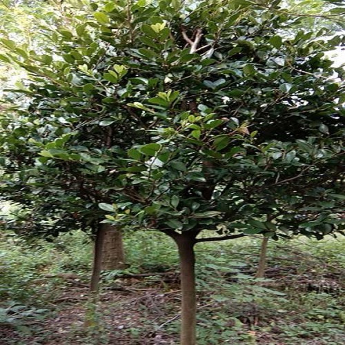 园林绿化苗木中华蚊母树价格 大量供应中华蚊母小苗