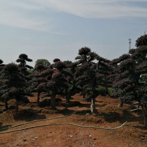 园林绿化苗木红花继木桩价格  大量供应造型红花继木