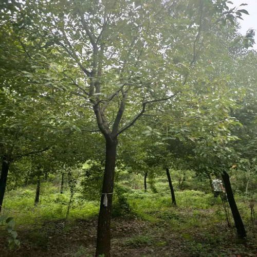 园林绿化苗木香樟价格  大量供应10-30公分香樟树 胜予