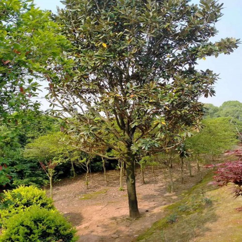 园林绿化苗木广玉兰 基地直销广玉兰价格 胜予苗木