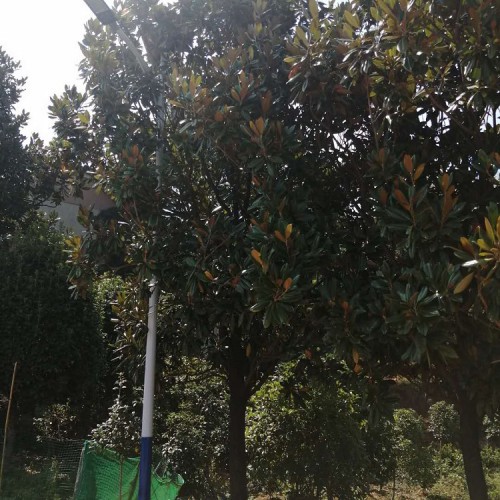 广玉兰  广玉兰树价格