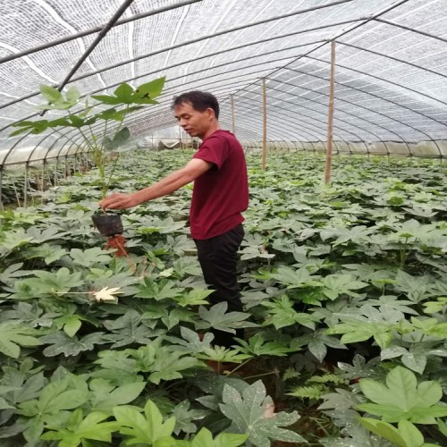 大量供应八角金盘小苗价格 基地直销八角金盘价格