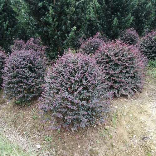 大量供应红花继木球价格 精品红继木球价格 胜予苗木