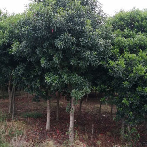 现货供应杜英价格 基地直销7-14公分杜英树 胜予苗木