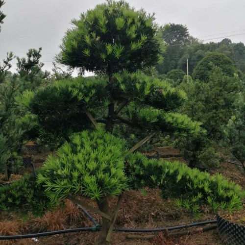 基地直销高130-180公分罗汉松桩价格 不动刀造型罗汉松