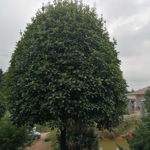 基地直销桂花价格  大量供应15-18公分桂花树 胜予苗木