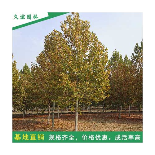 20法桐 绿化法桐 带帽法桐