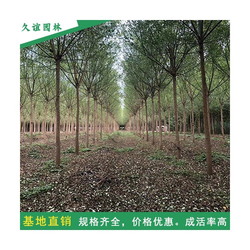 12公分国槐 速生国槐 金枝国槐