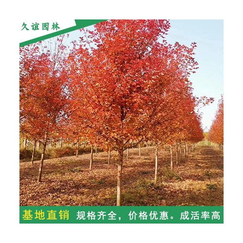久谊 美国红枫 基地直供