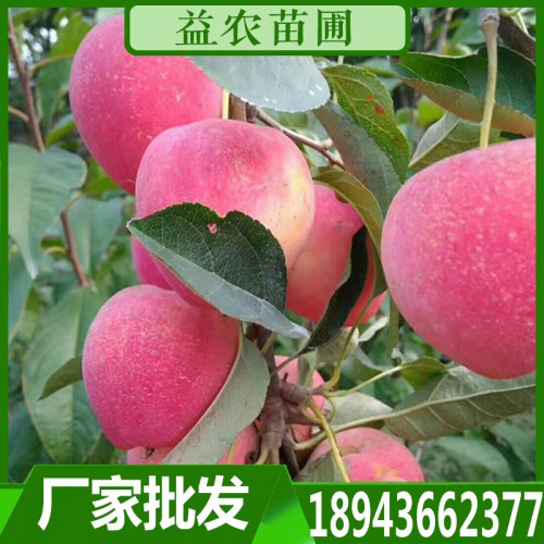 鸡心果苗 鸡心果树苗