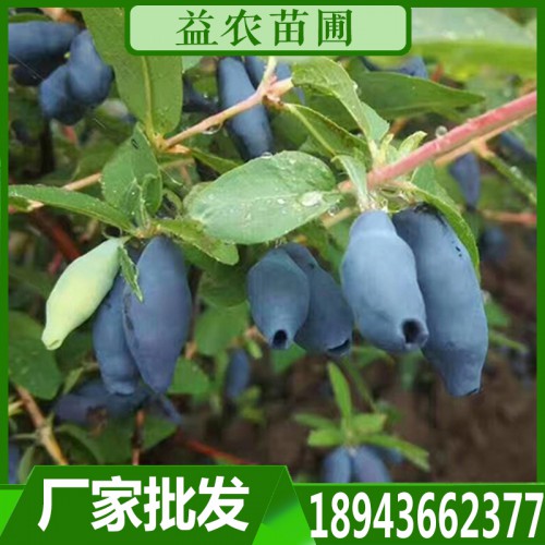 蓝靛果苗 蓝靛果树苗