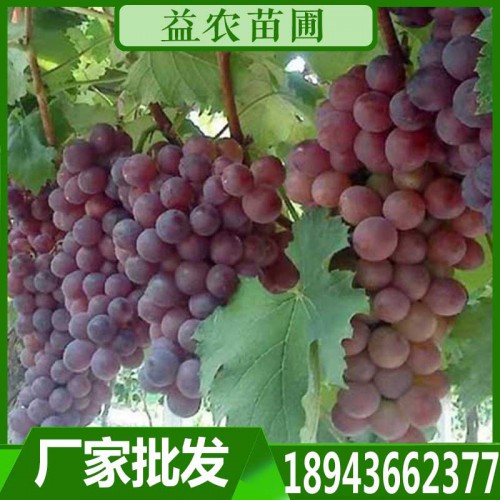 葡萄苗 葡萄树苗
