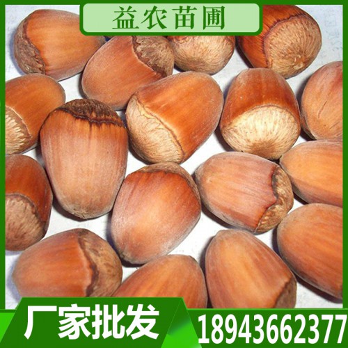 大榛子苗 大榛子树苗