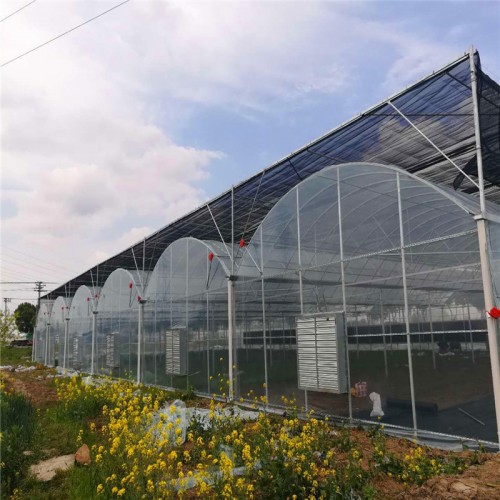 采摘大棚 葡萄采摘大棚 连体种植大棚