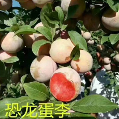 李子苗批发基地 种植李子苗 李子苗价格