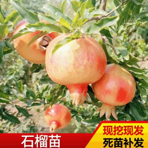 石榴苗 批发红石榴苗 基地种植石榴苗