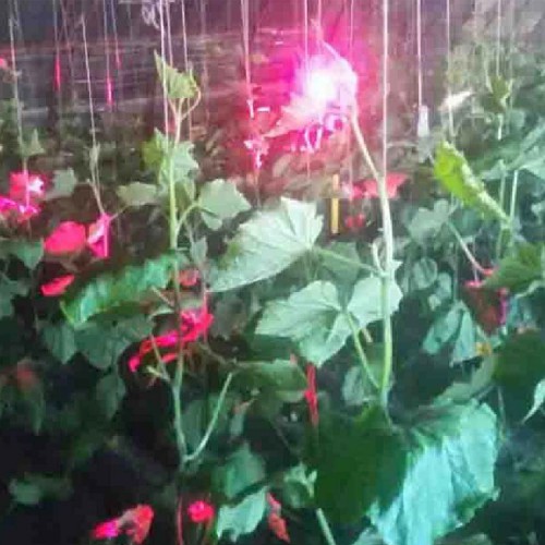 黄瓜专用补光灯