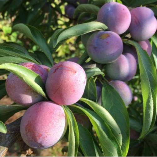 红李苗 红李苗售后保障