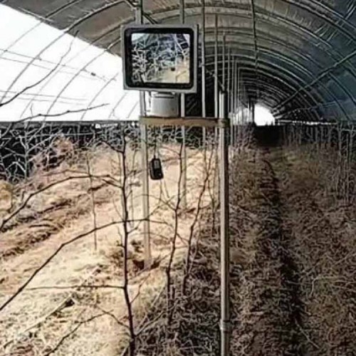 冬枣激光补光灯