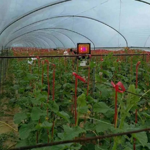 甜瓜专用补光灯