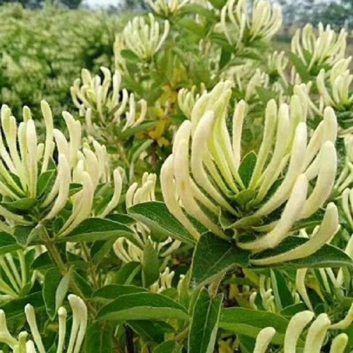 供应金银花 金银花苗木 金银花种植基地