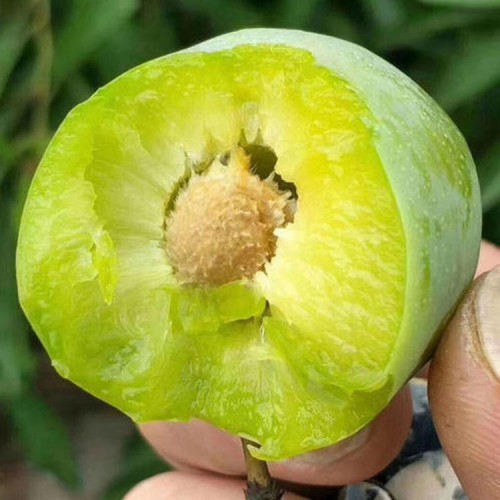 青脆李树苗_青脆李子苗价格_青脆李树苗哪里有