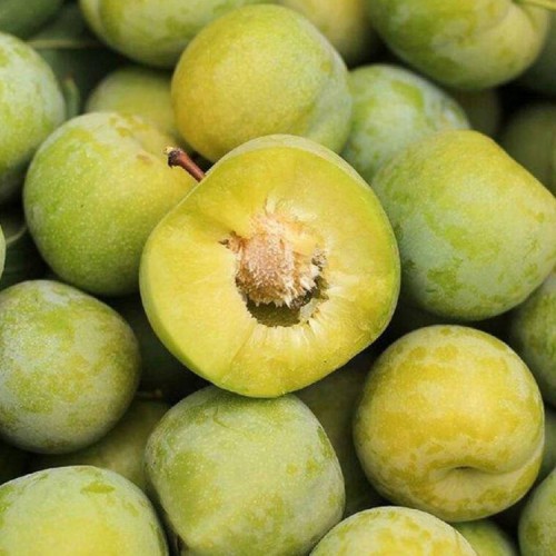 青脆李子苗 青脆李子树苗批发 青脆李子苗