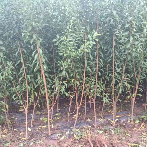 青脆李子树苗 青脆李苗 青脆李子树苗基地批发价格