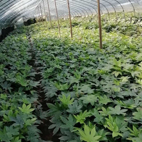 大量供应 八角金盘价格 胜予苗木 八角金盘小苗价格