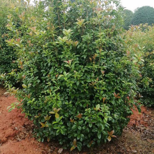 200-300公分地笼子桂花树 胜予苗木 桂花树价格