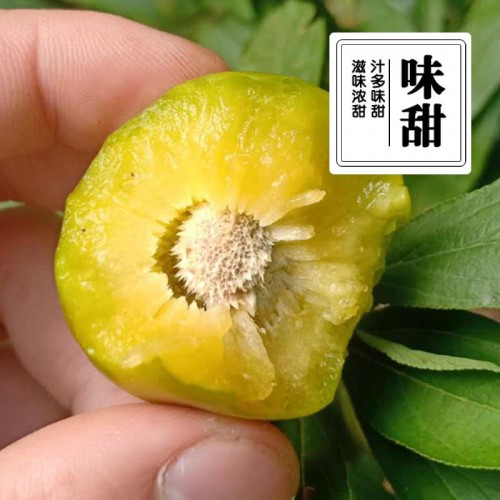 四川苗木基地供应李子树苗