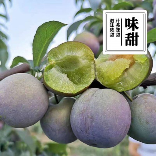 凤凰李苗 凤凰李树苗厂家