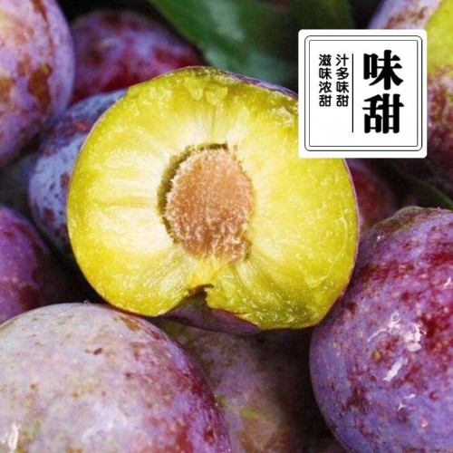 红李苗 供应脆红李苗