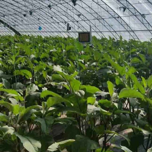 茄子专用补光灯