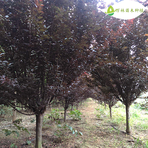 紫叶李 紫叶李批发