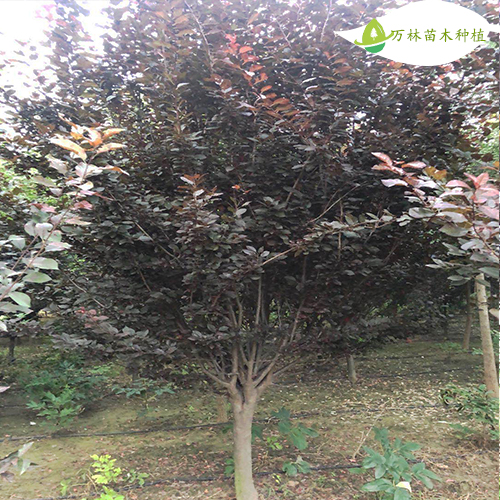 紫叶李树苗 紫叶李苗木基地