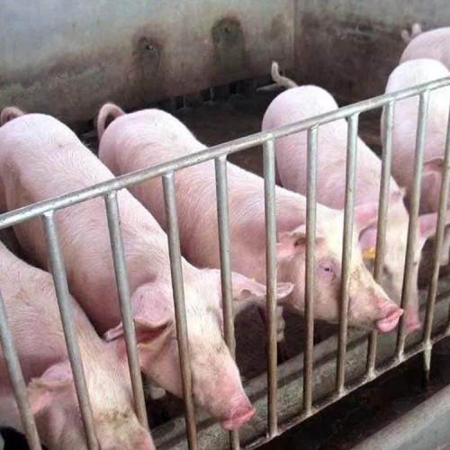 母猪 长白母猪 大白母猪